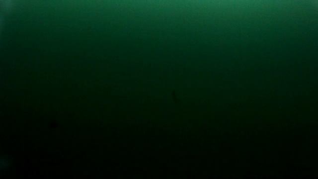 Подводное видео. Окунь бегает за блесной вниз вверх.