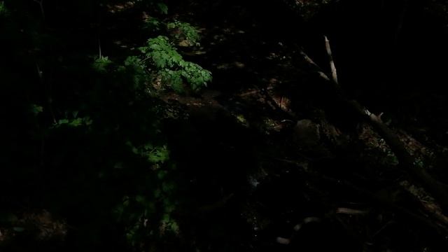 3.06.2025.Река Востеша.Домодедово.Московская область. Тишковские озера, 3 озера. Обзор 2 озера. Эпиз