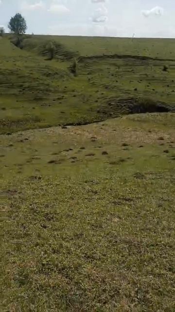 Летнее скотоводство: От сена до счастья на нашей ферме