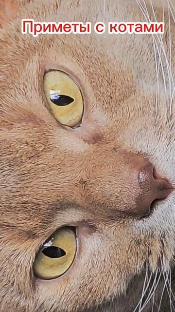 Приметы с кошками и котами