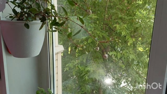 Сибирские будни ☺девочки не много о моих прекрасных моментах ☺управляющая компания фу! Мои котики