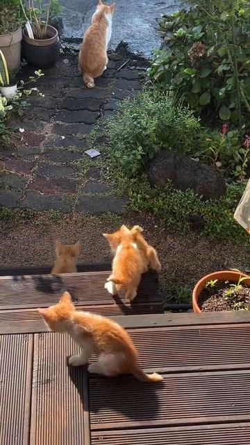 Рыжики пошли на прогулку 😻❤️❤️❤️