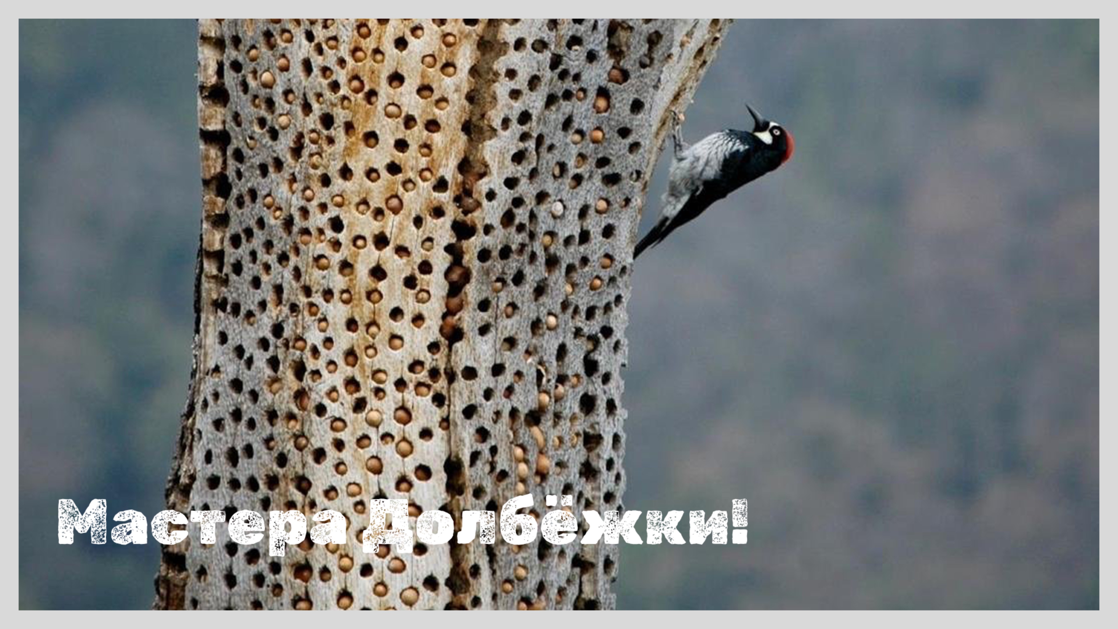 Дятлы, Которые УДИВЯТ! Разновидности и Факты!