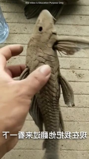 Fish Survives 7 Days in Soil #shortsvideo