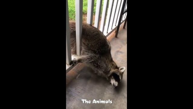 Приколы с животными!