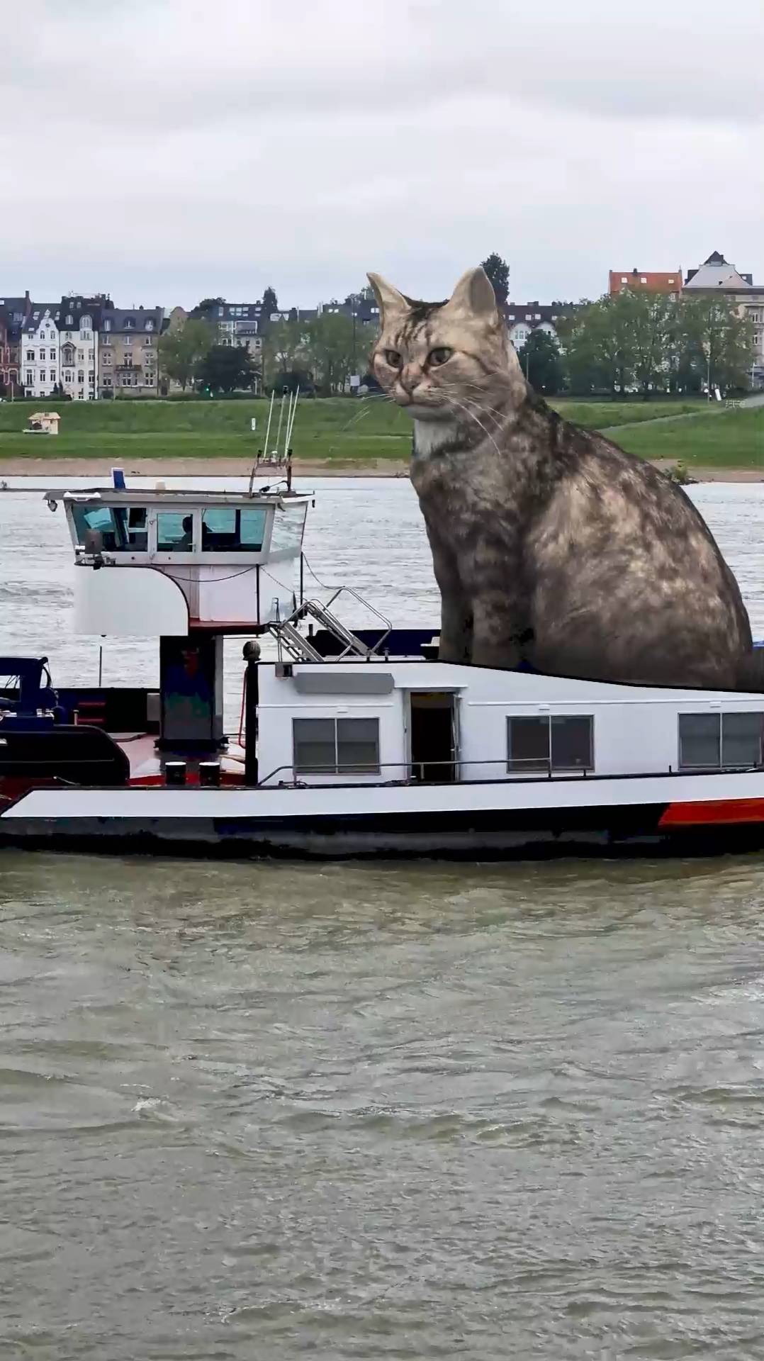 Котик