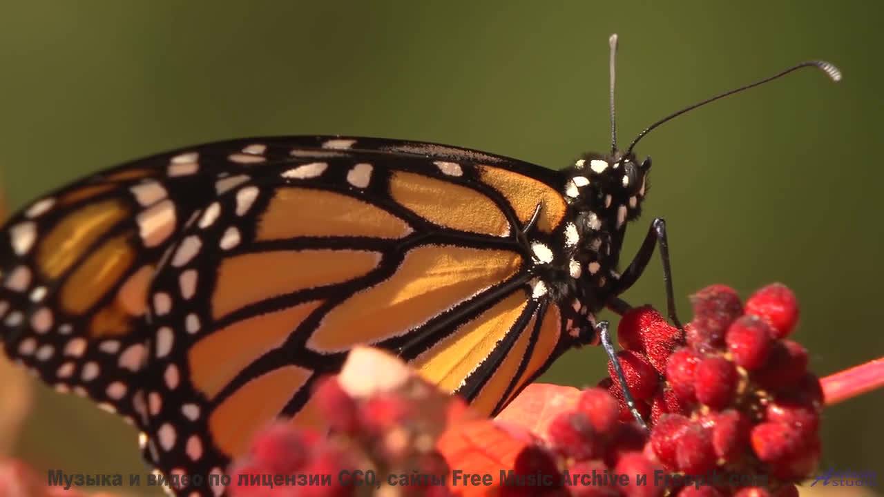 Природа и музыка объединились - смотри срочно - 20 Minute Meditation 10 -- HoliznaCC0 -- Space - Sle