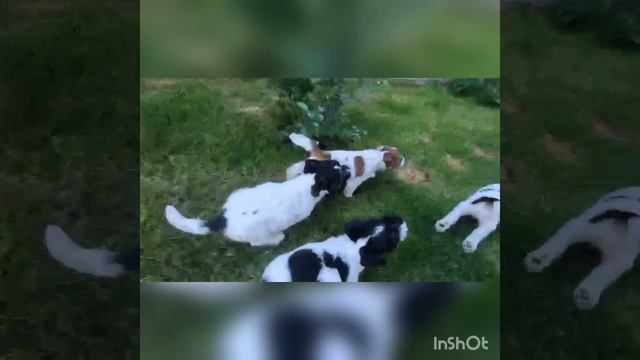 InShot_20250603_093656857.mp4