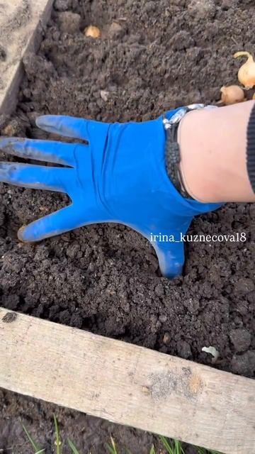 Как посадить лук быстро