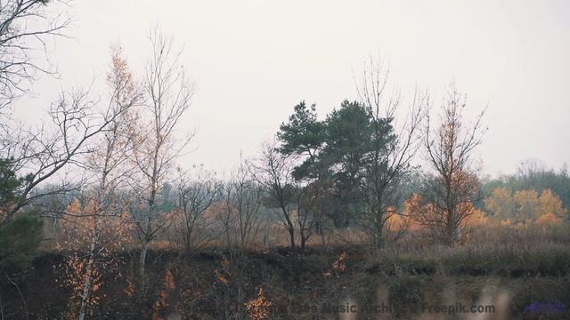 Видео, после которого вы станете другим человеком! - Beetles -- Ketsa -- Metaphysics