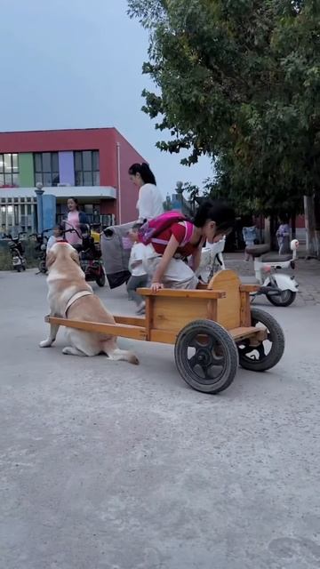 Cute dog #shortsvideo