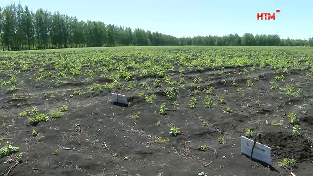 В Мордовии будут выращивать виноград в промышленных масштабах