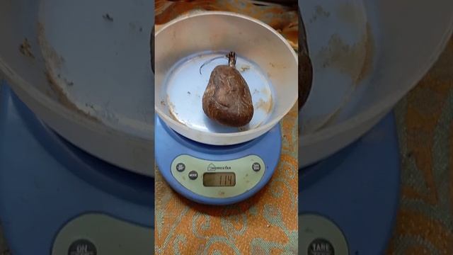 Бобровая струя внешний вид