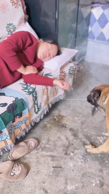 Cute dog and phone story #shortsvideo
