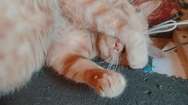 Sleeping cat in May 2025