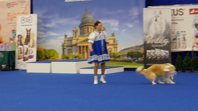1000011992.mp4.Чемпионат Р.К.Ф по танцам с собаками.2025.