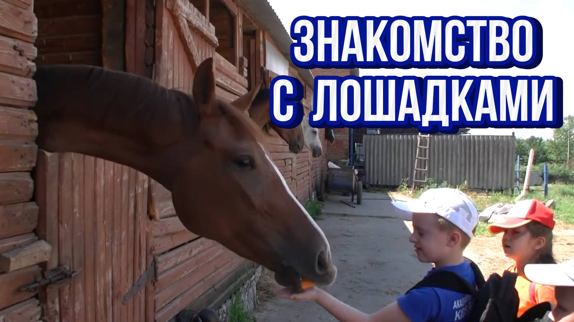 ЛОШАДЬ // Экскурсия на конеферму