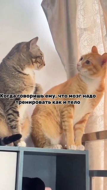Тренировка мозга