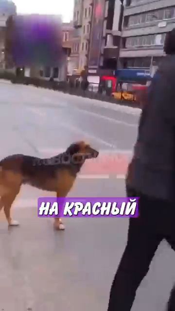 Новостничок (29)