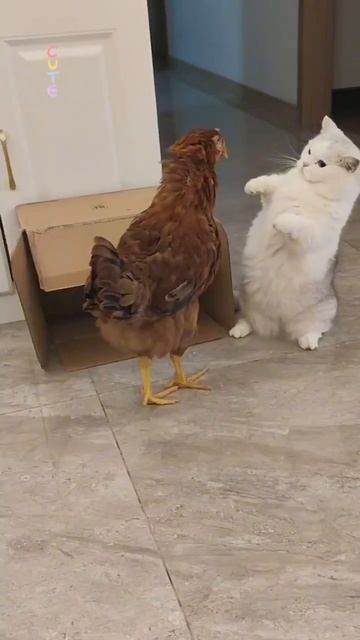 ХихиЧпок Юмор