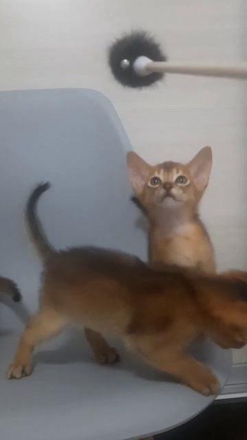 Абиссинские котята