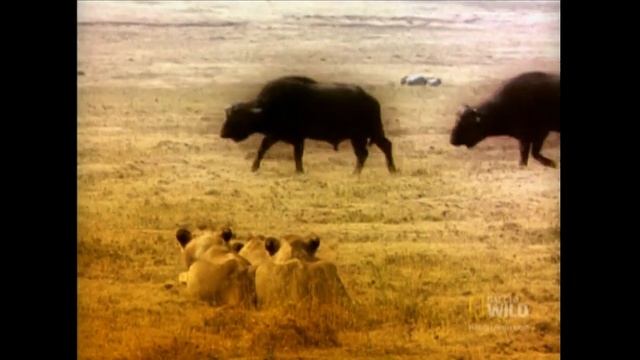 Lion Hunting Strategy | Nat Geo Wild