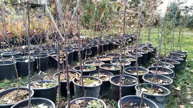 Когда лучше САДИТЬ ЯБЛОНИ ВЕСНОЙ ИЛИ ОСЕНЬЮ ФОРМИРУЕМ КРОНУ СМОЛОДУ!