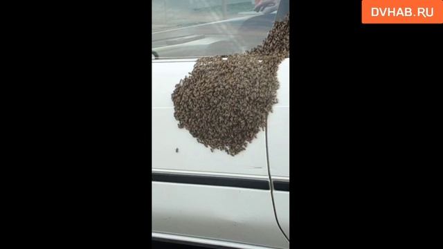 Активное роение: облепленный пчелами автомобиль заметили в Хабаровске