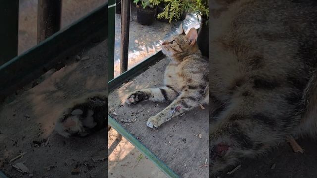 РАСТЕНИЙ МНОГО НЕ БЫВАЕТ #shorts
