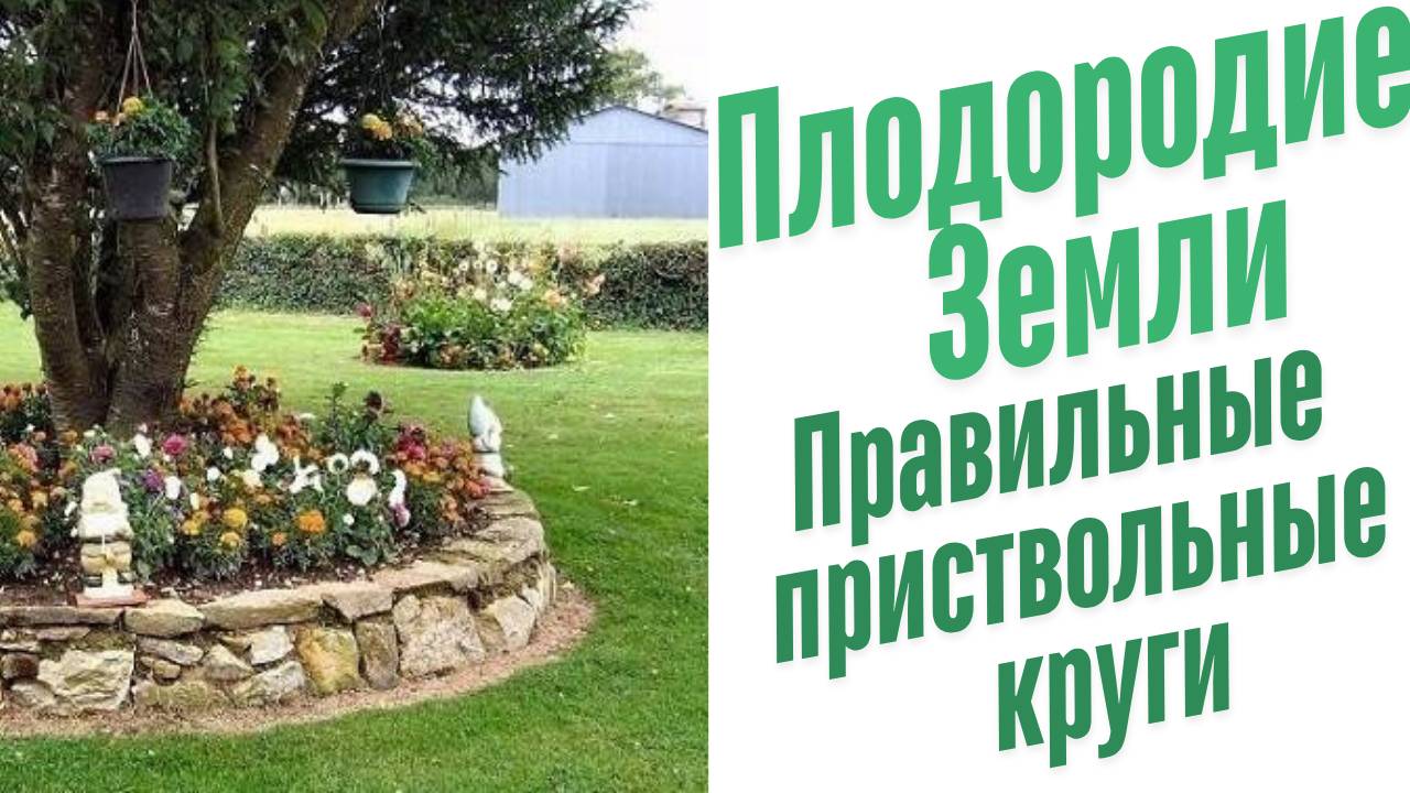 Правильные приствольные круги.
