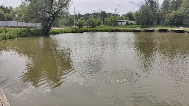 Светлые Горы Карп 03.06.2025г.