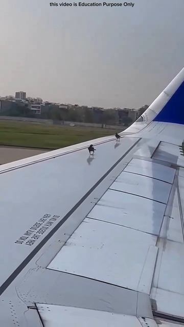 Two birds on airplane wings #shortsvideo