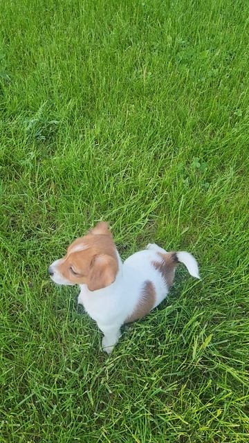 🐶🐶🐶