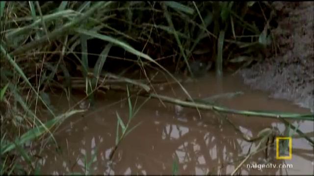 Hatching Crocs | Nat Geo Wild
