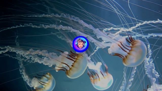 "Морская феерия: медузы и подводный мир 🐙✨"