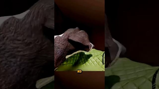 А вы знали?