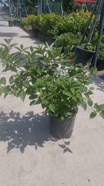 Гортензия PANICULATA, CLT 15
