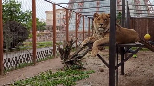 Шерхан. Рык. Видео от мамы