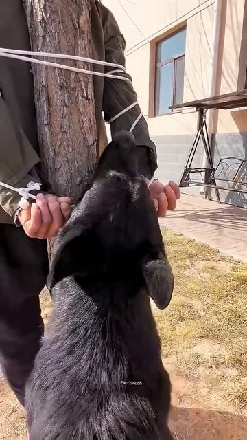 Brave Dog Amezing Story #shortsvideo