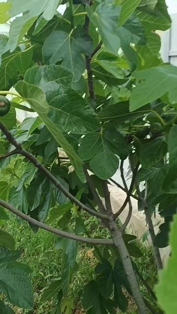 Инжир жду хороший урожай #анапа