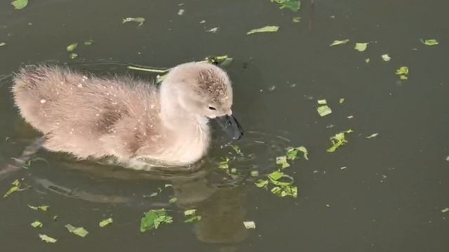 Лебеденок в Гагаринском парке. Видео Л. П. Юрчишко