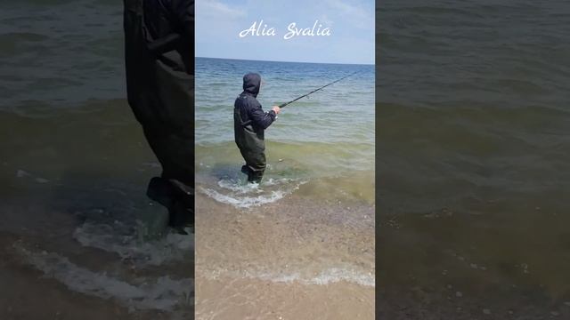 Сарган на Балтике, на креветку. Прогулки Alia Svalia: морская рыбалка с берега.