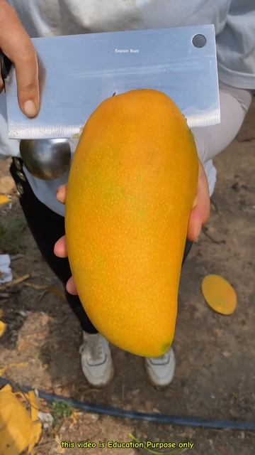 China's Amazing New Mango ! #shortsvideo