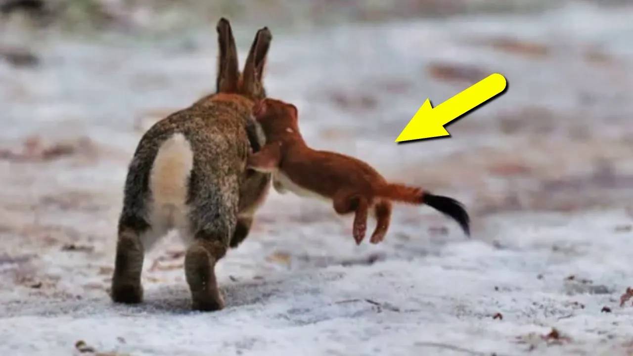 Мелкие, но очень свирепые!  Самые маленькие хищники на планете!