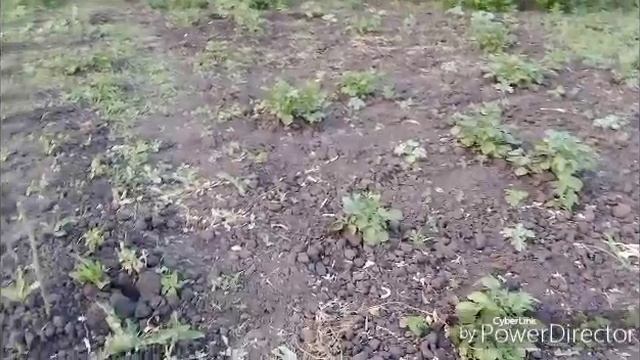 Занимаюсь огородом.