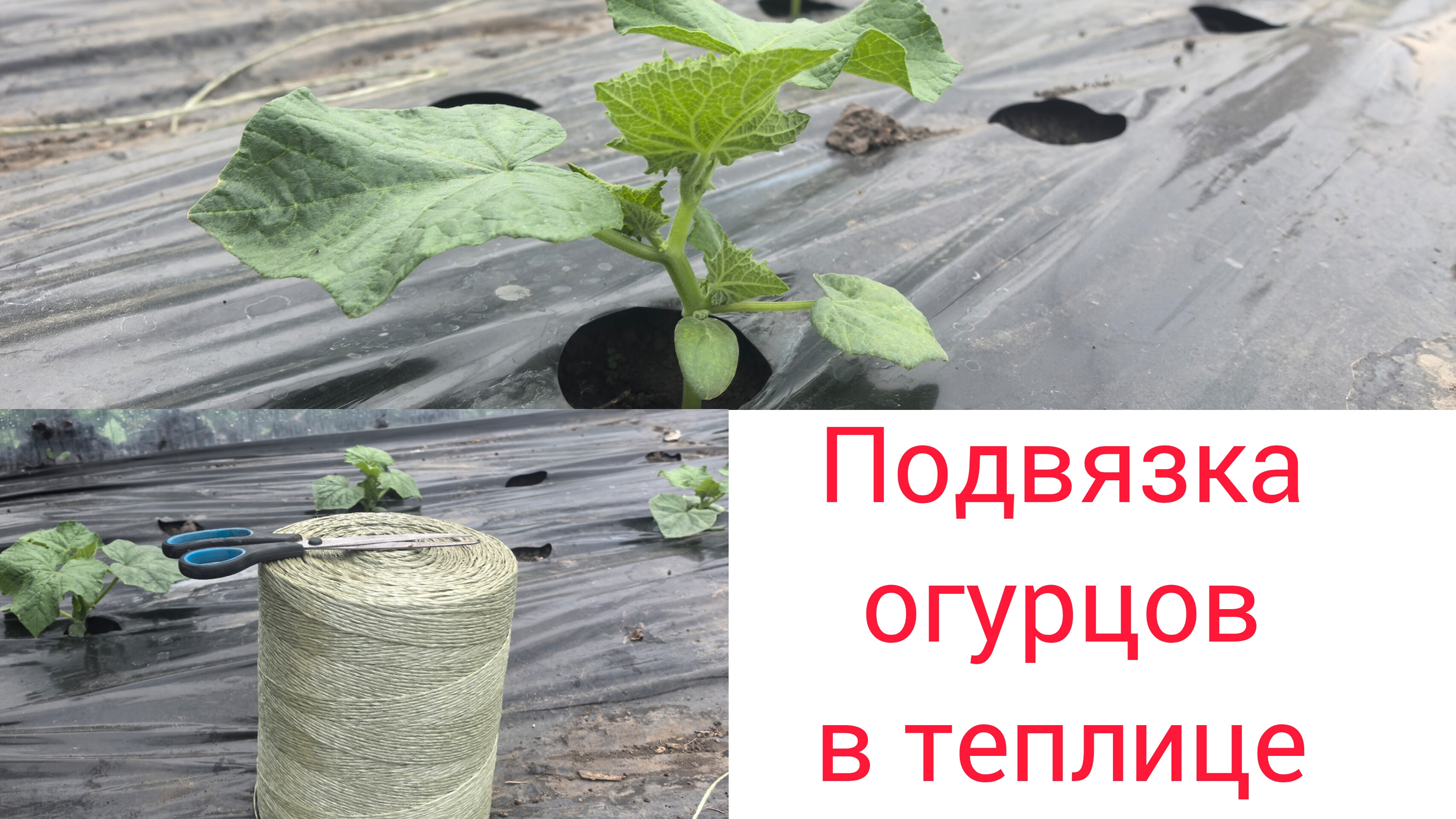 Теплица, огурцы, лето, деревня