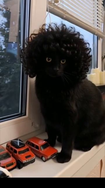 Во какой у меня кот😀