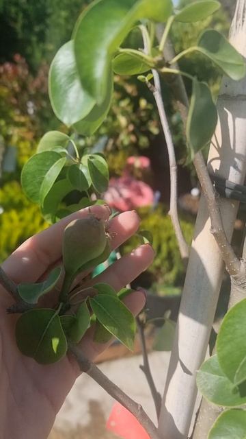 Груша PYRUS COMMUNIS (PERO)