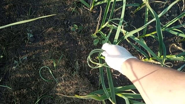 Стрелки чеснока. Обламываем обязательно.