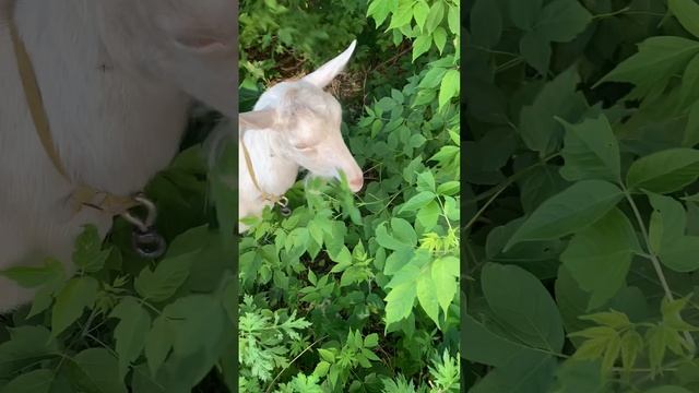 Встреча на улице с козой